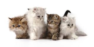 Some cats are more likely than others to be accepting of other pets in the home. Persian Cat Dinoanimals Com