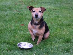 8 dry and wet dog food available in south africa with there price while thinking of buying dog food, a lot of dog's owners get confused about what type of food is good for their pet. How To Find The Best Dog Food In South Africa Dry Pellet Options Compare N Review