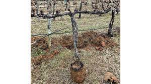 Pruning an old, overgrown grapevine requires a form of severe pruning that removes about 90 percent of the plant's total growth. How Grape Growers Can Reduce Vine Size With Root Restriction Growing Produce
