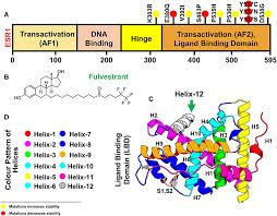 Dna mutation simulation answer key : Frontiers Dynamics Insights Into The Gain Of Flexibility By Helix 12 In Esr1 As A Mechanism Of Resistance To Drugs In Breast Cancer Cell Lines Molecular Biosciences