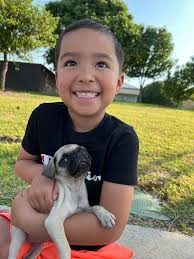 Meet our newest family member Hazel! After losing our 15yo girl in April we  knew we needed the joy of a new pug in our lives!💖