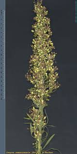 Image result for Erigeron sumatrensis