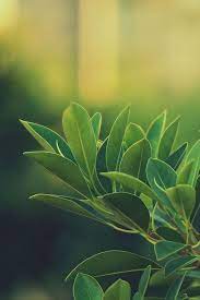 Green Leaves Iphone Wallpaper Nature Wallpaper Green Leaf Wallpaper Leaf Photography