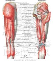 This video also provides you with a. Hip Exercises Atlas De Anatomia Anatomia Humana Anatomia