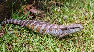 Tiliqua (blue tongue skinks) are terrestrial animals, meaning they live almost exclusively on the ground. Blue Tongue Skinks Care Sheet Az Reptiles