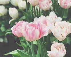 Our products adhere to strict quality guidelines ensuring optimum performance and peace of mind when purchasing. Getting The Garden Ready For Spring Flowering Bulbs With Kids