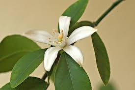 Lemon tree not blooming or producing lemons. Ideas In Food Lemon Blossom