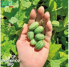 Image result for Zehneria scabra