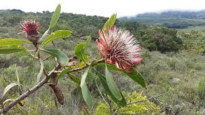 Image result for Protea micans