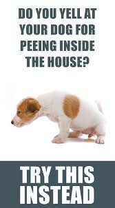 How To Stop Your Dog From Peeing Inside The House Dog Pee Dog Potty Training Dog Training