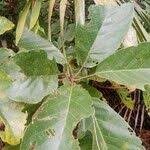 Image result for Sterculia tragacantha