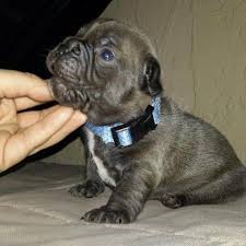 We as a family enjoy these bundles of joy in our home and in the show ring! Chocolate French Bulldog For Sale In Colorado Springs Colorado Classified Americanlisted Com
