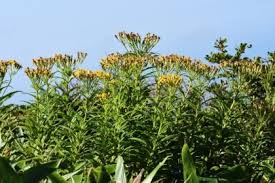 Image result for Senecio milanjianus