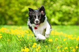 I cannot say enough about this veterinarian hospital. Veterinarian In American Canyon Near You American Canyon Veterinary Hospital