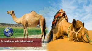 Dromedary or arabian camels have one hump. Do Camels Store Water In Their Humps Technology Times