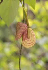 Image result for Aristolochia zenkeri