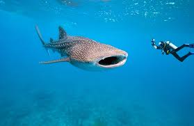 Duiken Met Haaien Mantaroggen En Walvishaaien Kilroy