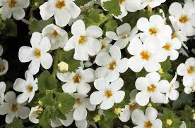 Image result for Sutera debilis