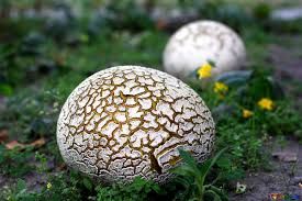 We did not find results for: Creature Feature Puffball Mushroom Raritan Headwaters