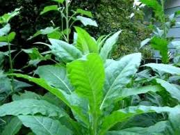 Backyard Tobacco Growing Garden With Beautiful Full Grown Plants Youtube Plants Growing Gardens Ornamental Plants