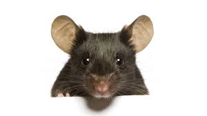 Download 23,000+ royalty free mouse animal vector images. Why The Mouse