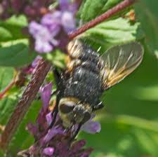We did not find results for: Nowickia Ferox Naturespot