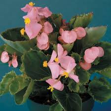 Image result for begonia semperflorens