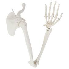 The humerus is the bone of the upper arm. Buy Axis Scientific Human Arm Skeleton Model Life Size Anatomical Arm Includes All Arm Bones Plus Clavicle Scapula And Articulated Hand Bone Includes Detailed Product Manual And Online In Vietnam B016ynfvxw