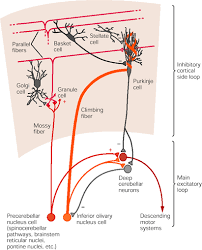 Synaptic Organization Of The Basic Cerebellar Circuit Module Neuroscience Neurons Circuit