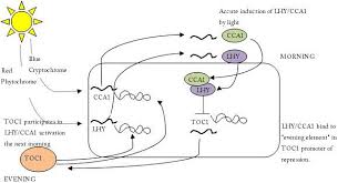 Circadian Rhythms Biological Clock Chronobiology Crystalinks