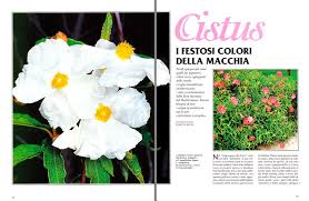 Imponente il contrasto con il colore verde intenso del sano fogliame. Cistus Facili Nel Clima Mediterraneo Monaco Nature Encyclopedia