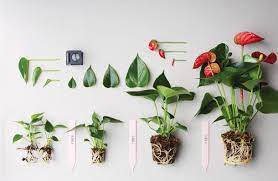 For this, choose a little larger container from the plant. How To Prune An Anthurium Pot Plant A Few Tips