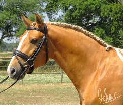 Basically a substantial horse with ample bone and muscle. NÂº3093 Lusitano Palomino Stallion 4 Year Old Sold Lusitano Horse Search