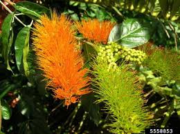 Image result for Combretaceae