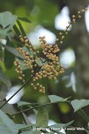 Image result for Aphanamixis