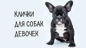 kak nazvat shenka devochku imena i klichki dlya sobaki