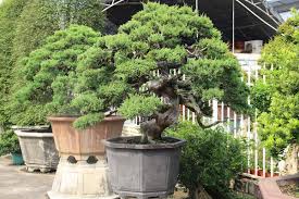 Take the time to care for your tree properly, and it can last you decades. Juniperus Bonsai Care Bonsaischule Wenddorf