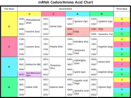 dna to amino acids translation