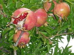 There is very little wind dispersal of pollen so most of the pollination is done by bees. When To Pick Pomegranate Top Harvesting Tips