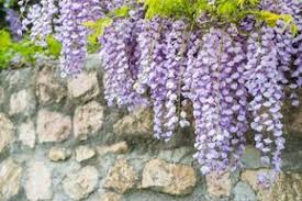 Kletterpflanzen Die 10 Besten Fur Zaune Mauern Plantura Kletterpflanzen Pflanzen Landschaftsbau Mit Steinen