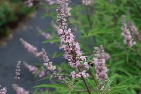 Image result for Vitex sp. A