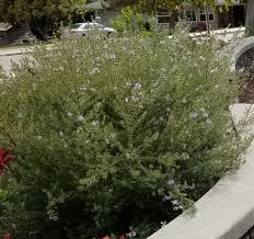 Image result for Westringia