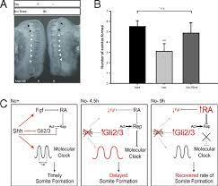 Maybe you would like to learn more about one of these? Sonic Hedgehog In Temporal Control Of Somite Formation Pnas