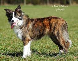 Pin On Animals I Want