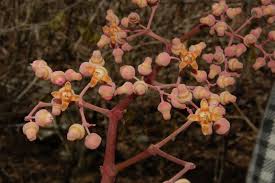 Image result for Cissus humbertii