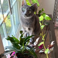 Image result for Croton pseudopulchellus