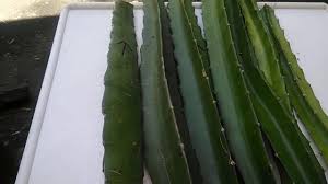 As we mentioned above, dragon fruit plants require warm and humid climate. Pin On Garden