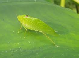 Plant bugs is a term that includes a number of true bugs, members of the hemiptera order of insects. A Green Insect That Looks Like A Bit Like Leaves