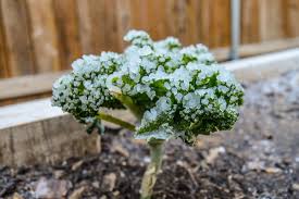 In texas, where temperatures in dallas are forecast to be 3 degrees fahrenheit monday (minus 16 celsius) a mix of freezing temperatures and precipitation threatens to paralyze wind farms in texas. Small Farmers Are Struggling After The Texas Big Freeze Civil Eats