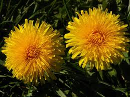 Image result for Taraxacum sp.